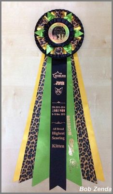 Best of the Best Kitten Rosette